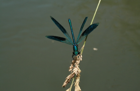 Gebänderte Prachtlibelle (Calopterxy splendens) - © Emanuel Trummer
